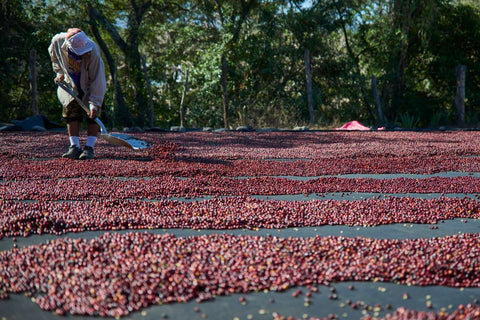 Nicaragua Coffee Beans 