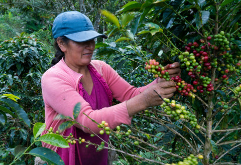 Peru Cajamarca Coffee Picking