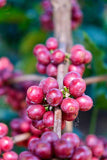 Tanzania Kilamanjaro: Peaberry Uru North Microlot Fully Washed Process ∙ Medium Roast