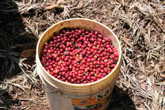 Tanzania Kilamanjaro: Peaberry Uru North Microlot Fully Washed Process ∙ Medium Roast