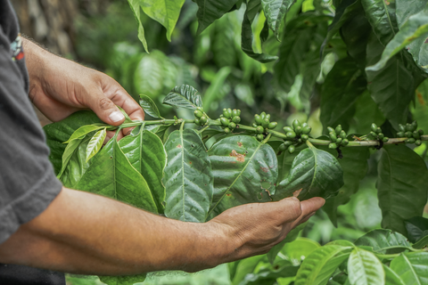 Bourbon, Pacamara, and Maragogype varieties