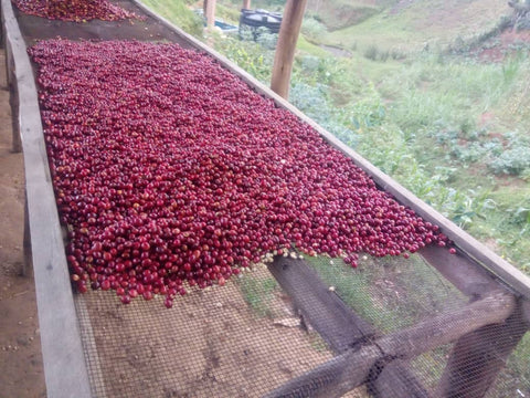 Rwanda Cyato: Abadatezuka COOP– Gwiza Women Coffee 