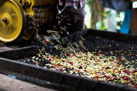 Coffee Beans from Peru Cajamarca