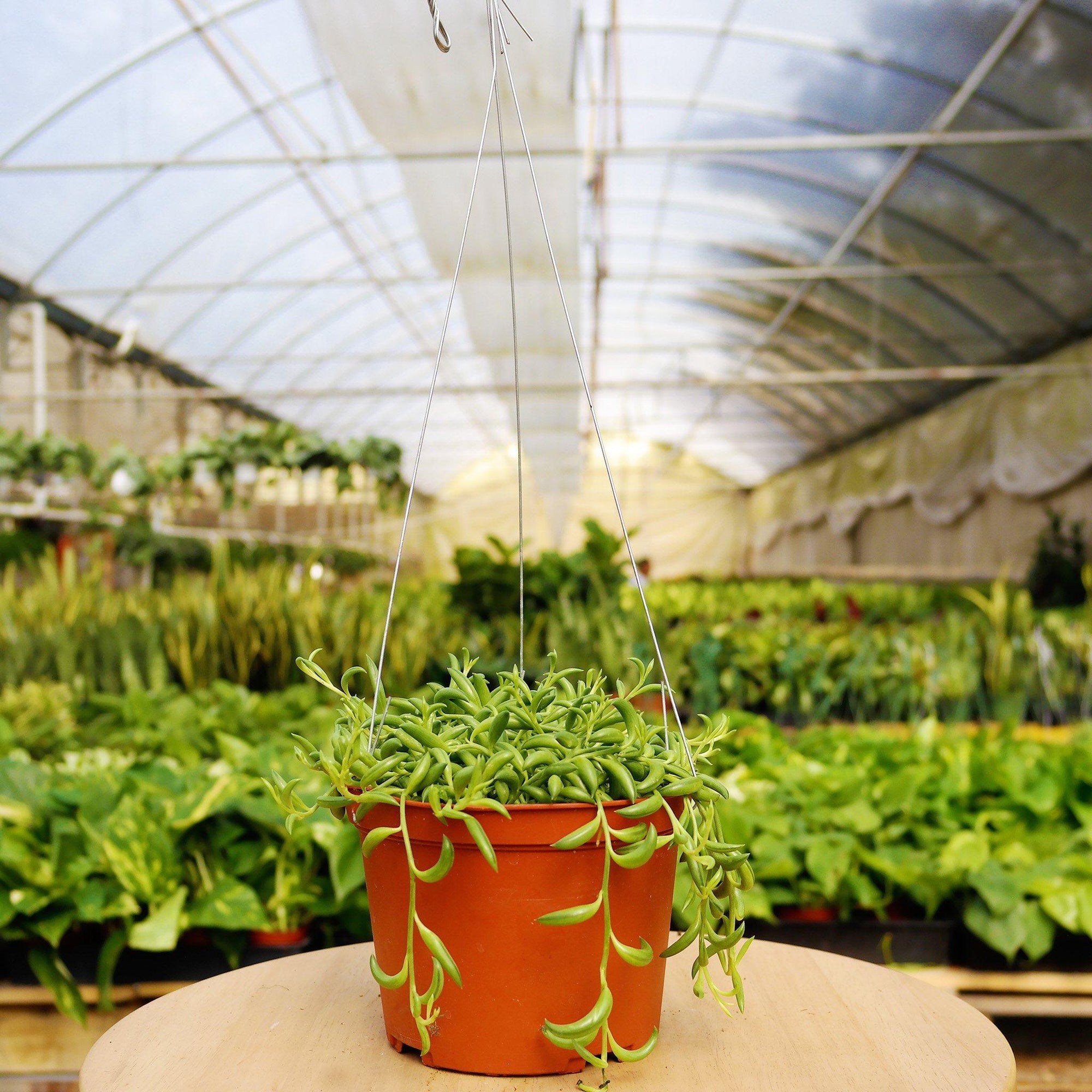 cellar door plants