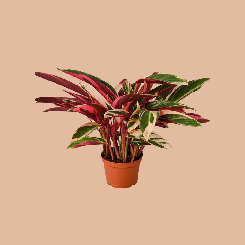 calathea stromanthe triostar care