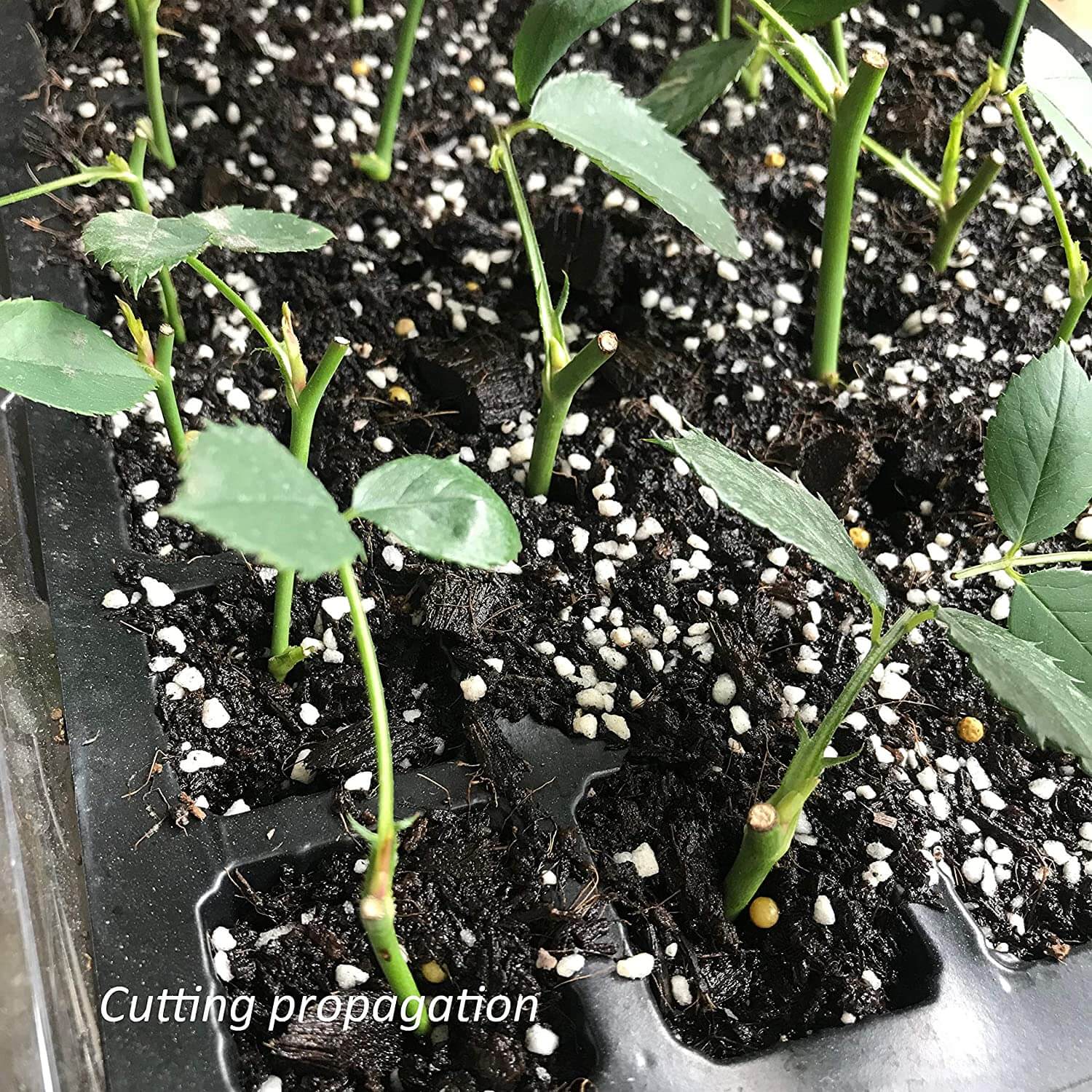 Product and Planting – Glad Press'n Seal and Seedling Progress
