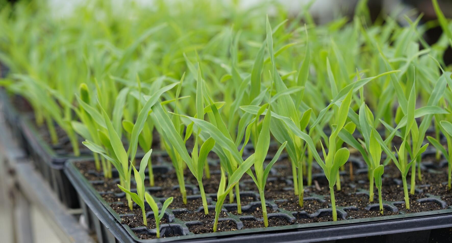 Seed tray insert 40 — Plant Pots Direct