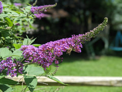 where is God? butterfly bush