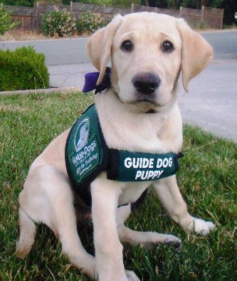 Child Pianists Are Like Guide Dogs