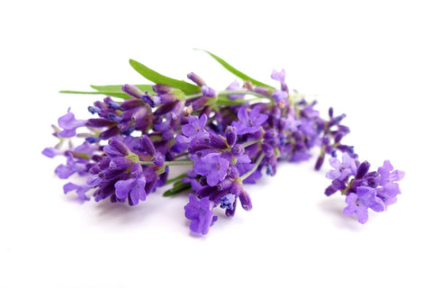 Lavender | Optimum Health Vitamins | New Roots