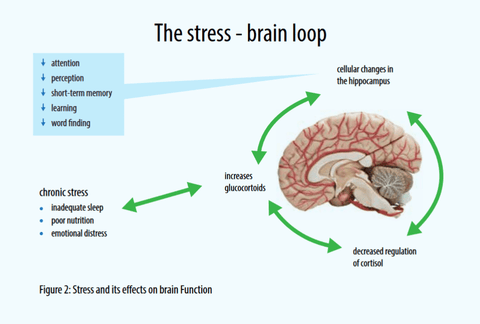 The stress brain loop | Optimum Health Vitamins | AOR