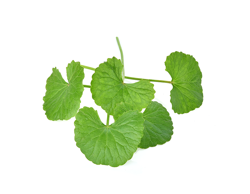 Centella Asiatica - Wassernabelkraut Bio Extrakt