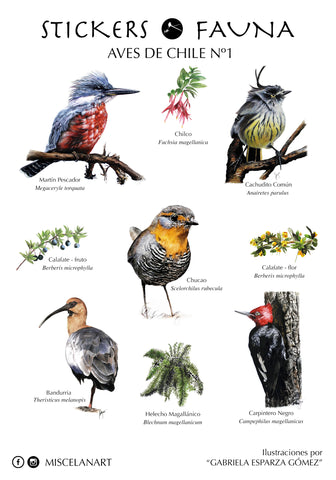 Set De 10 Láminas Aves De Chile