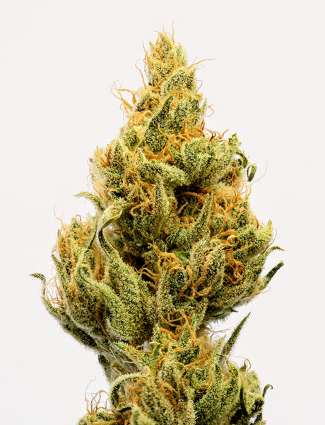 Original Haze Flower