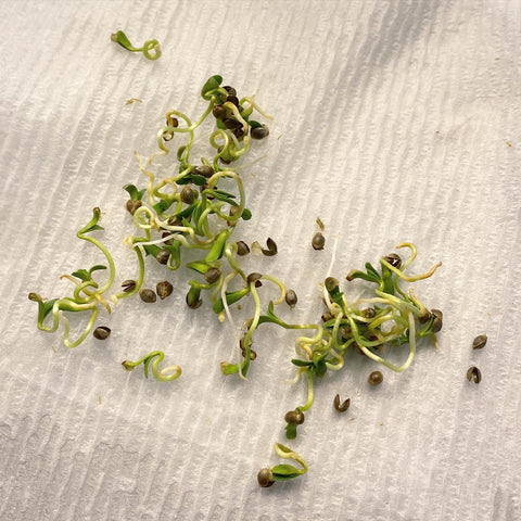 Sprouted Seeds