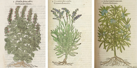 Hand-coloured illustrations of Mint, Lavender and Rosemary from Gerard's Herball