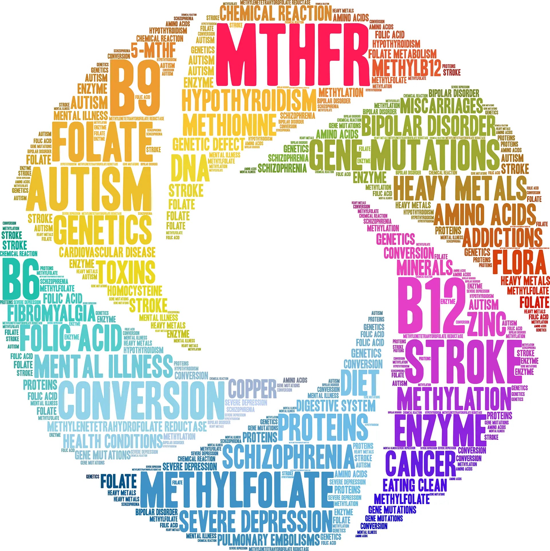MTHFR Genetics