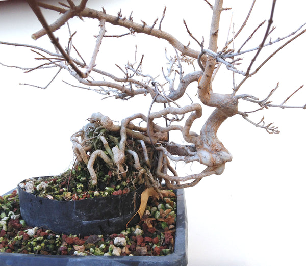 Bonsaify  How to Mindfully Weed Bonsai and Remove Debris