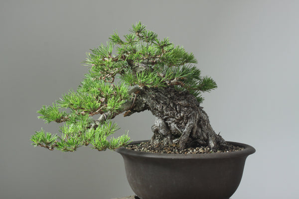 Bonsaify  How to Mindfully Weed Bonsai and Remove Debris