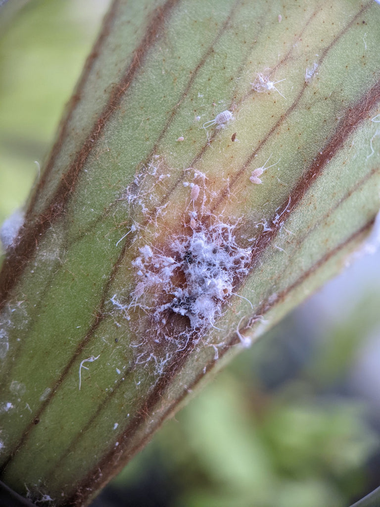 Mealy bug nymphs on staghorn fern