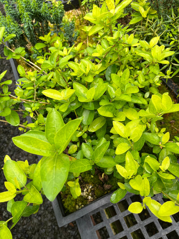 Yellow leaves on a Premna japonica