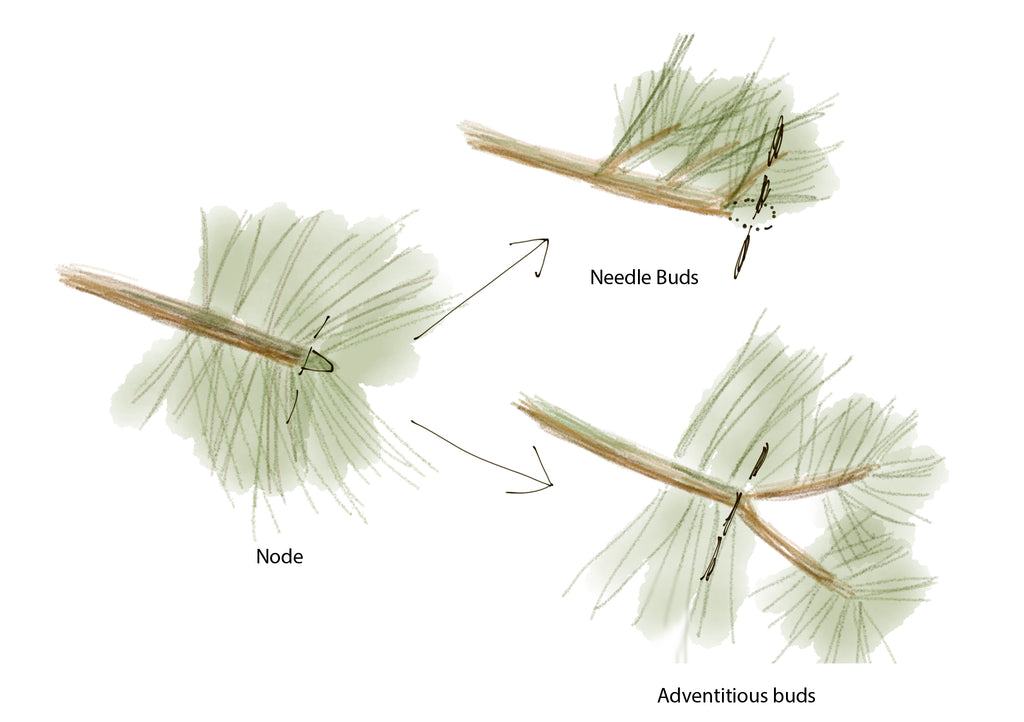 Bonsaify  ARS Trimming Scissors