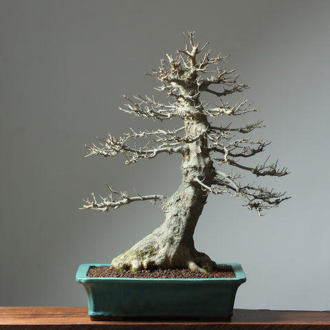 Bonsaify  How to Mindfully Weed Bonsai and Remove Debris