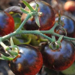 Blueberries Cherry Tomato Tarot Seed Packet - Indie Indie Bang! Bang!