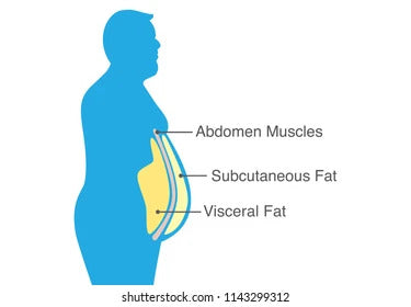 visceral fat subcutaneous fat