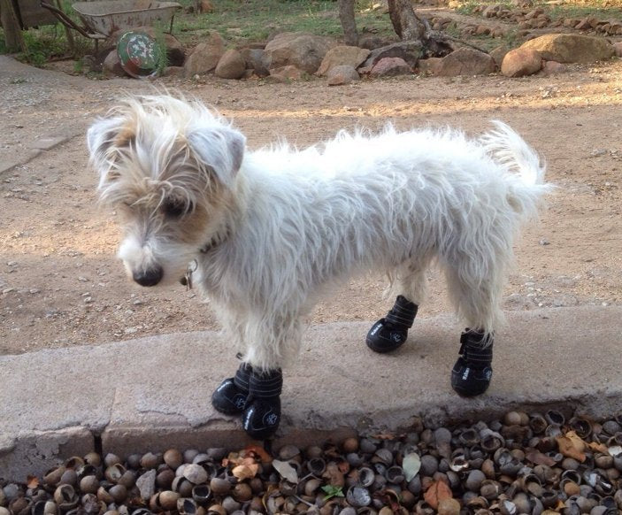 trixie active walker dog boots