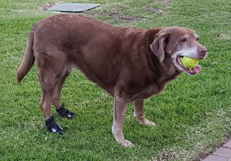 walker dog boots