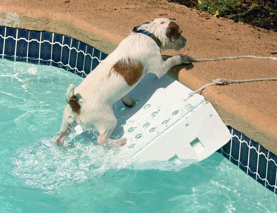 Como hacer una rampa para perros piscina