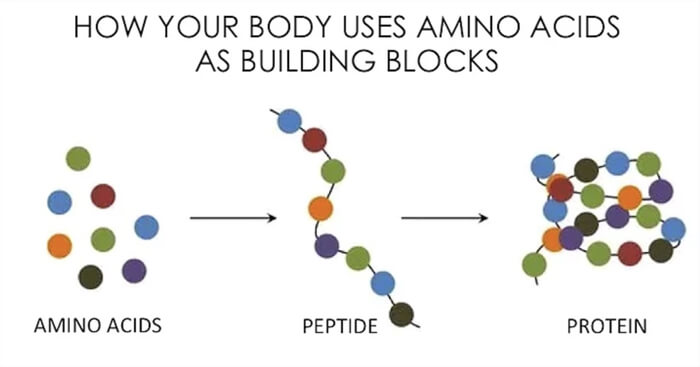 horse taking an equine amino acid supplement