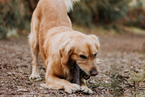 outdoor dogs behaviour