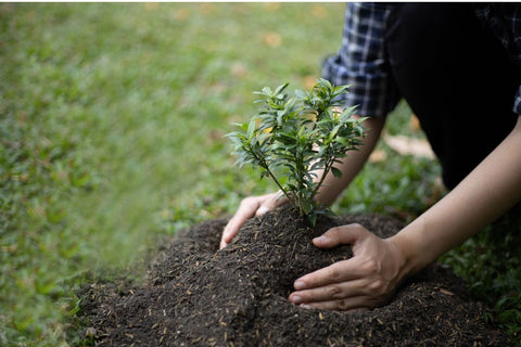 planting a tree for earth day