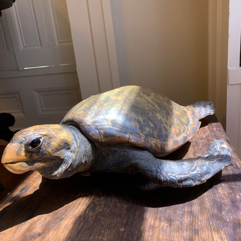 Sea turtle at the Sag Harbor Whaling Historical Museum in Sag Harbor, New York