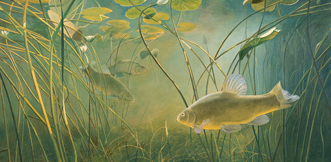 tench under the lilies david miller art