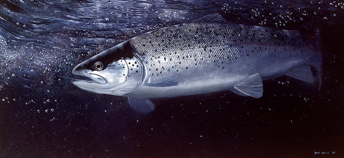 Sea Trout Prints | David Miller Art – David Miller Fish & Wildlife Art