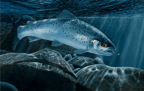 Sea Trout Prints | David Miller Art – David Miller Fish & Wildlife Art