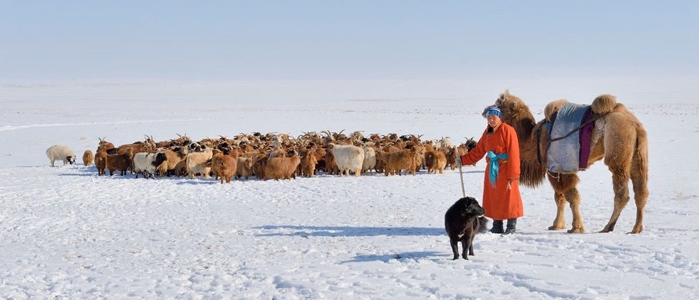 Le cachemire à petits prix : un commerce qui coûte cher aux écosystèmes  mongols - Fondation pour la recherche sur la biodiversité