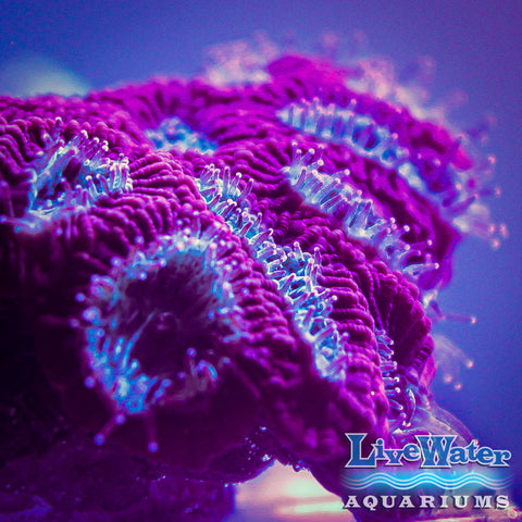 Acropora desalwii Violet/green AKA Purple berry