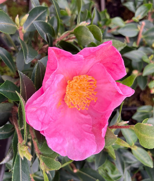 Buy Rose Dawn Camellia, FREE SHIPPING, Wilson Bros Gardens