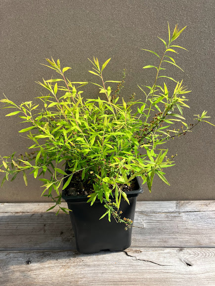 Image of Spiraea thunbergii in a pot