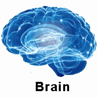 Brain