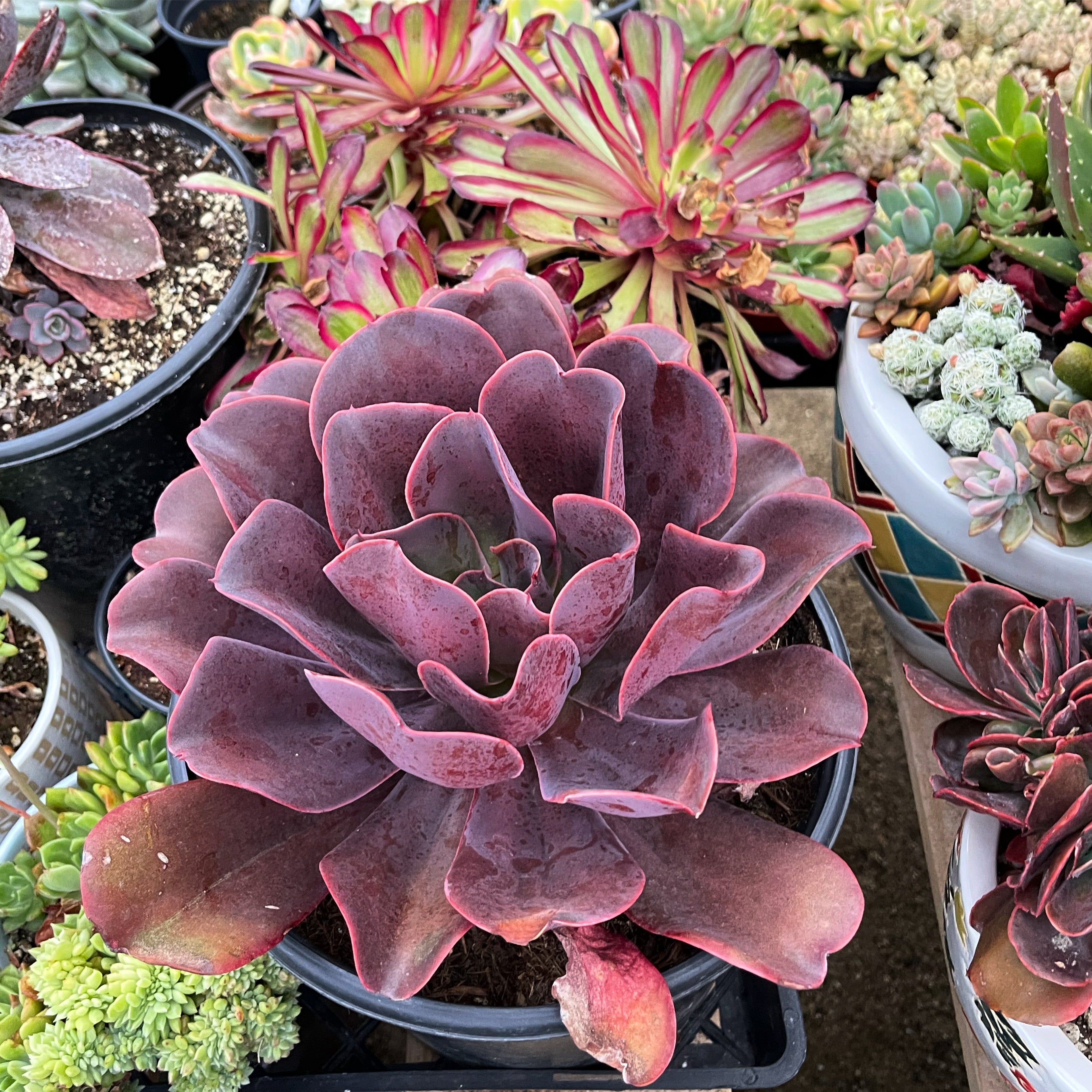 Echeveria Hortencia - Succulent Sunset Designs