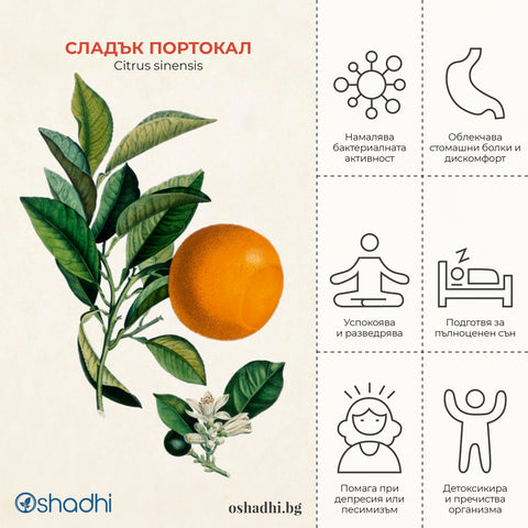 Етерично масло_Citrus sinensis_Сладък_портокал
