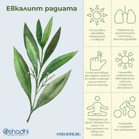 Oshadhi_етерично_масло_Eucalyptus_radiata