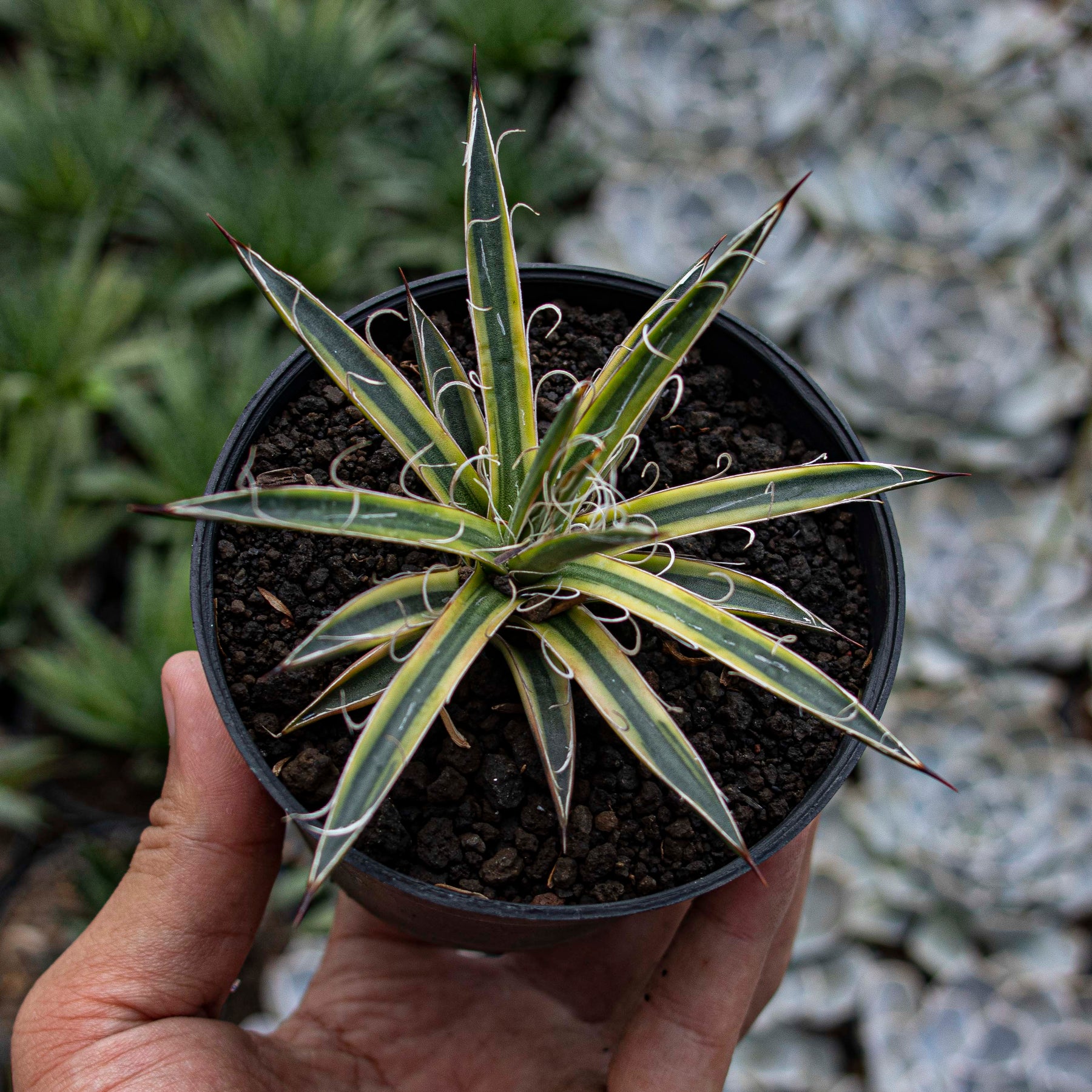 Agave Sun Glow – Succulentasia