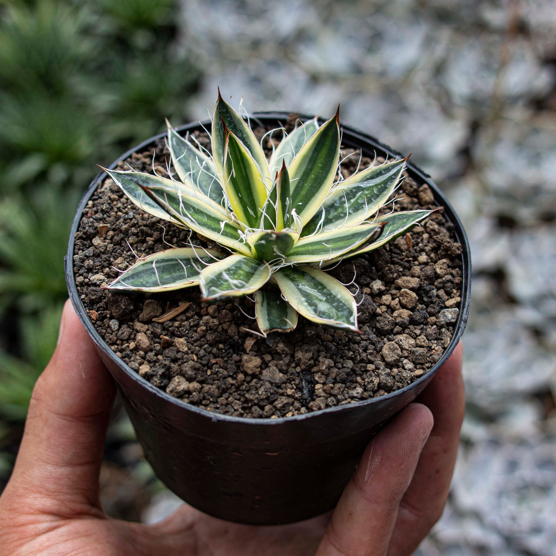 Agave Snow Glow – Succulentasia