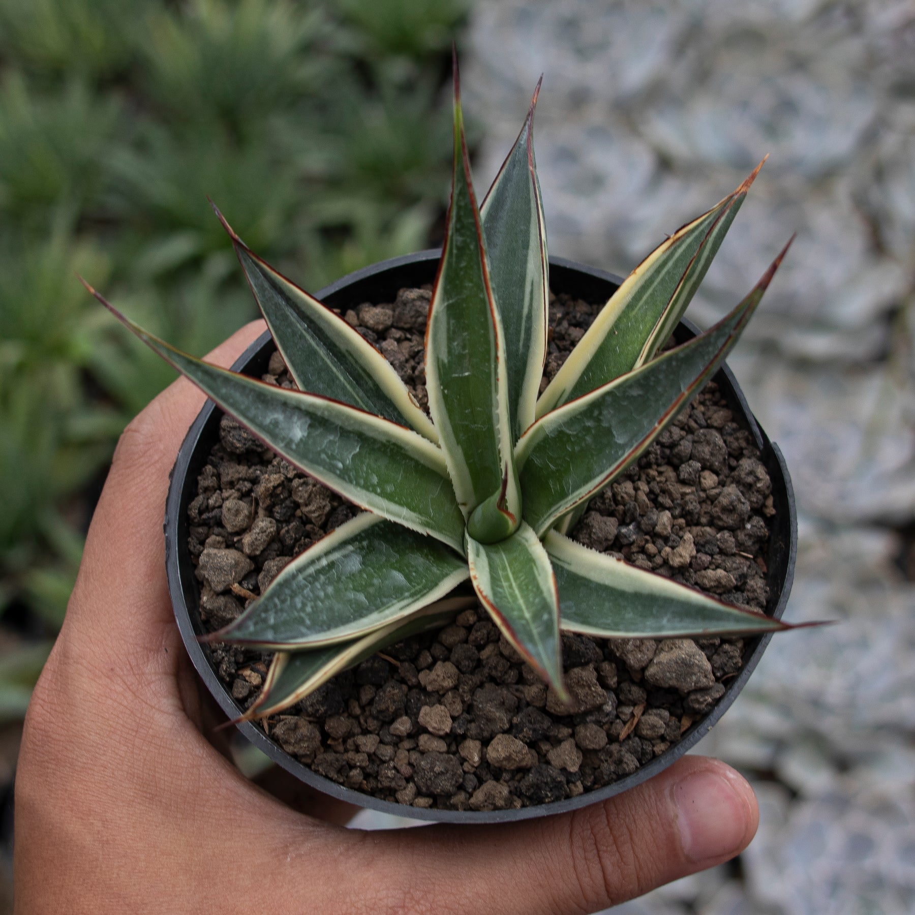 Agave Sun Glow – Succulentasia